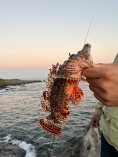 オニカサゴの釣果