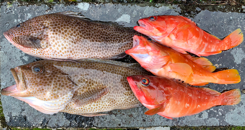 オオモンハタの釣果