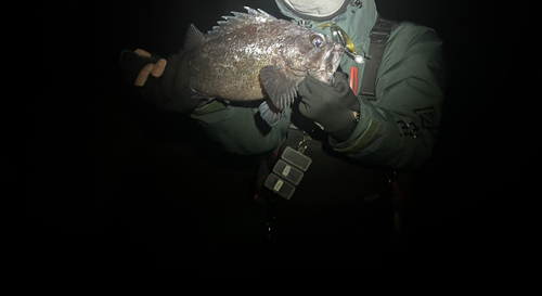 マゾイの釣果