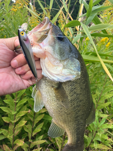 ラージマウスバスの釣果