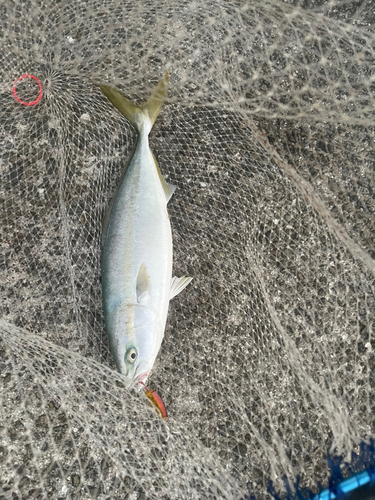 ハマチの釣果