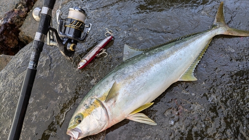 ヒラマサの釣果