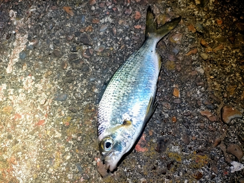 クロサギの釣果