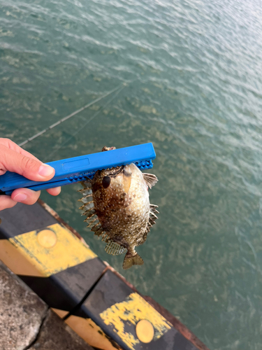 アイゴの釣果