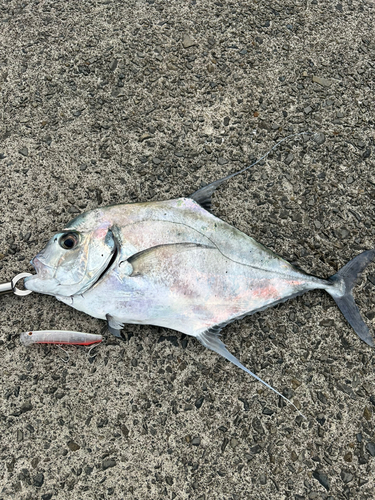 イトヒキアジの釣果