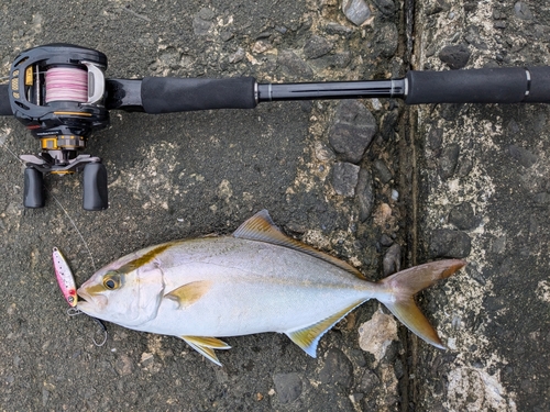 シオの釣果