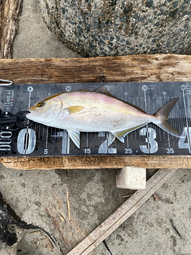 ショゴの釣果