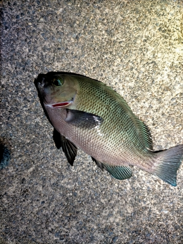 メジナの釣果