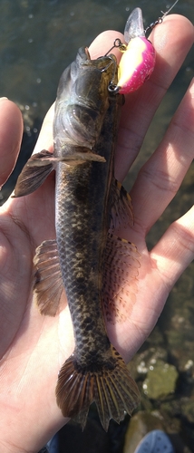 ウロハゼの釣果