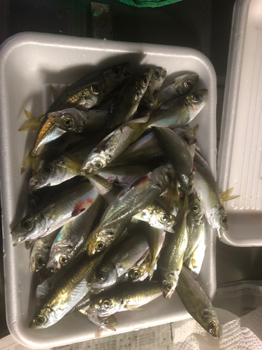 アジの釣果