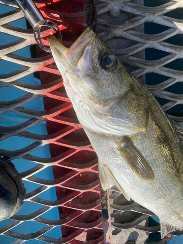 フッコ（マルスズキ）の釣果