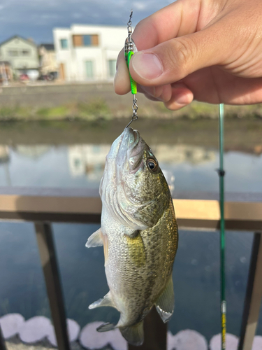 ブラックバスの釣果