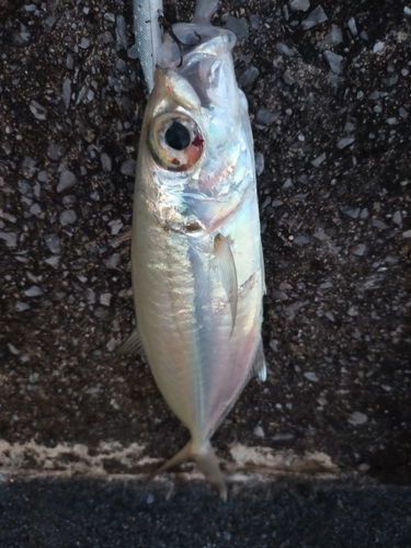 メアジの釣果