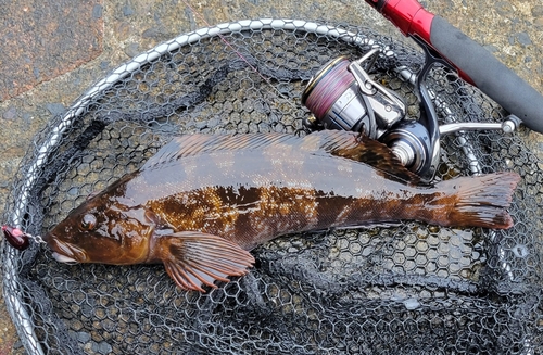 アイナメの釣果