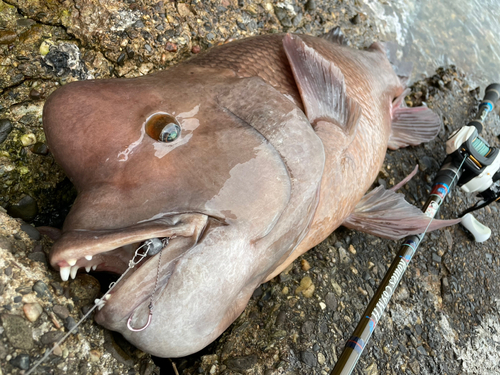 コブダイの釣果