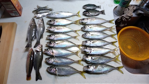 アジの釣果