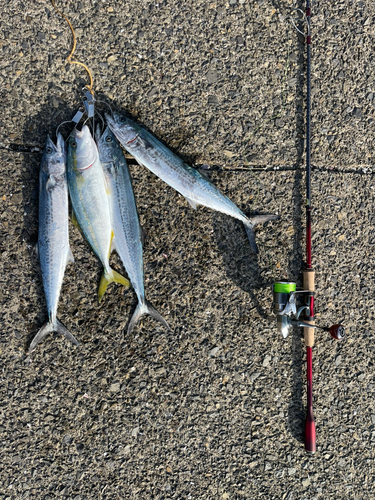 ハマチの釣果