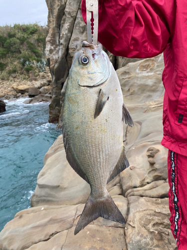 メジナの釣果