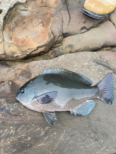 メジナの釣果