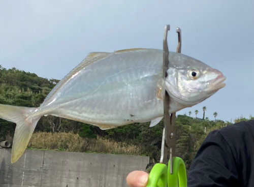 メジナの釣果