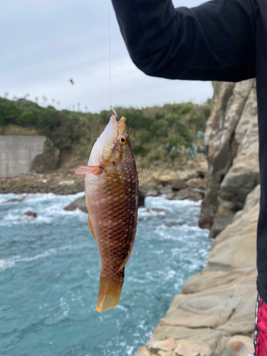 メジナの釣果