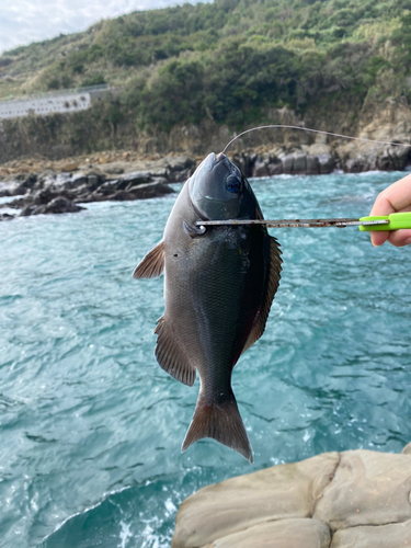 メジナの釣果