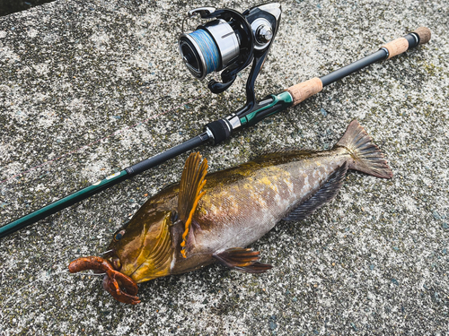 アイナメの釣果