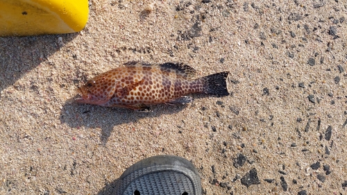 オオモンハタの釣果