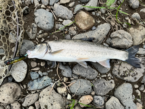 ウグイの釣果