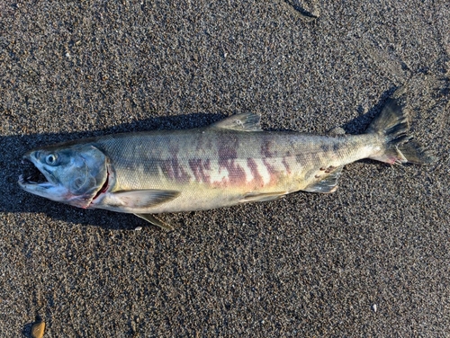 アキアジの釣果