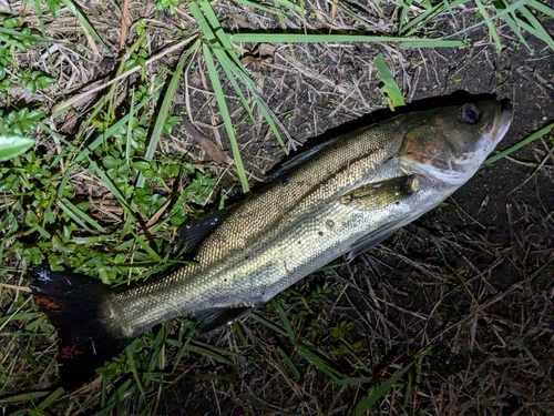 フッコ（マルスズキ）の釣果