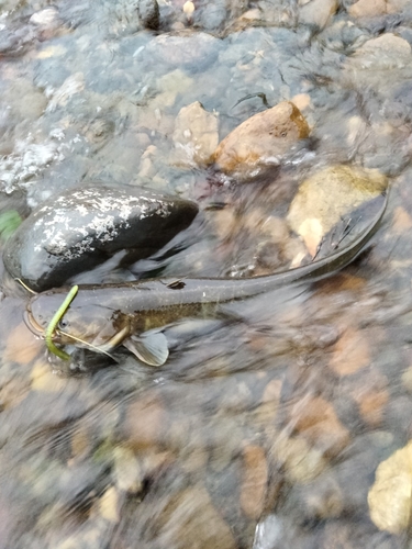 ナマズの釣果