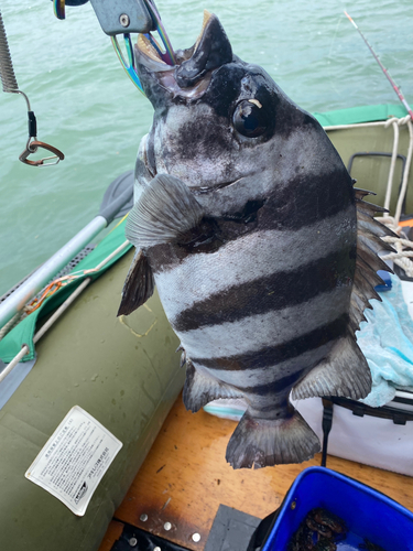 イシダイの釣果