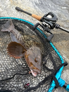 アイナメの釣果