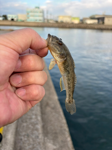 マハゼの釣果