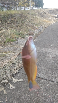 オオモンハタの釣果