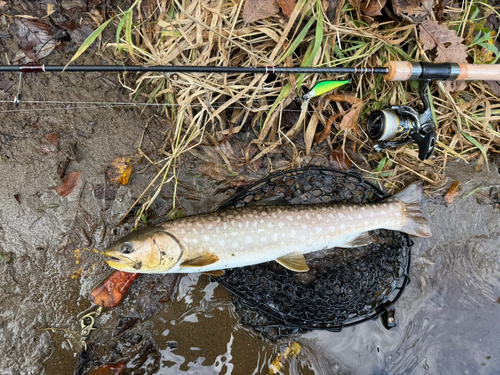 アメマスの釣果