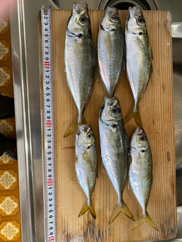 マアジの釣果