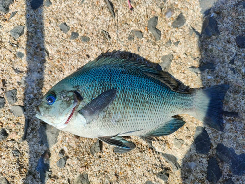 メジナの釣果