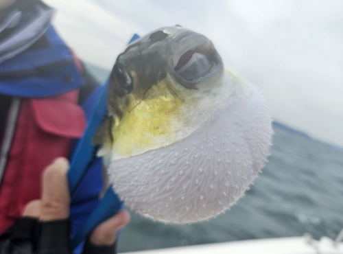 シロサバフグの釣果