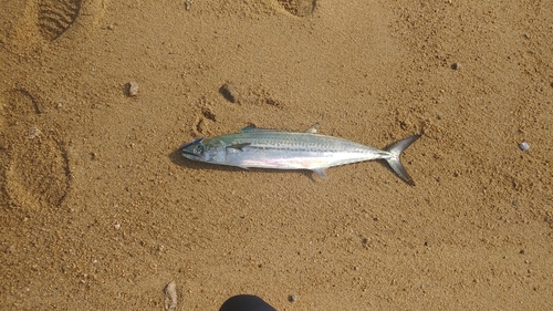 サゴシの釣果