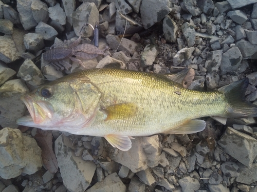 ブラックバスの釣果