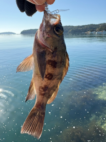 メバルの釣果