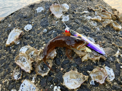 アナハゼの釣果