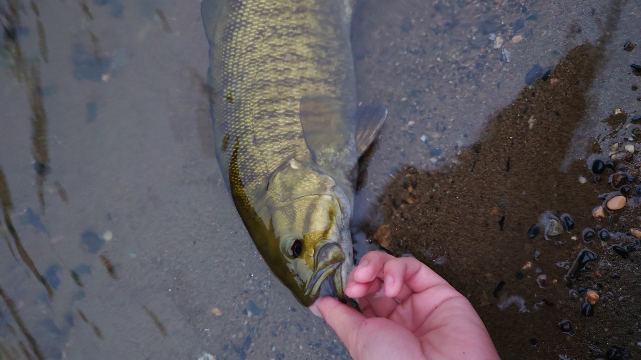 スモールマウスバス