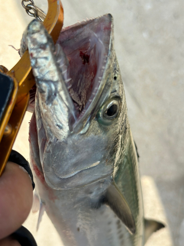 サゴシの釣果