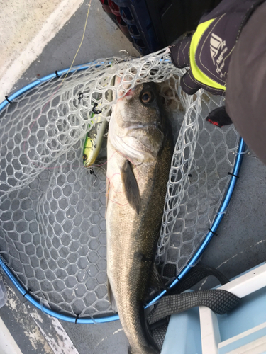 シーバスの釣果