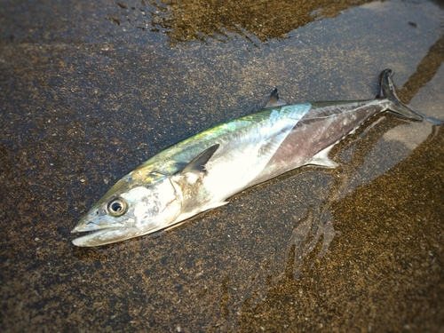 サゴシの釣果