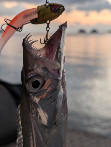 タチウオの釣果