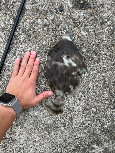 カワハギの釣果